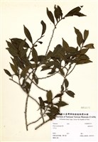 藏品(銳葉柃木)的圖片